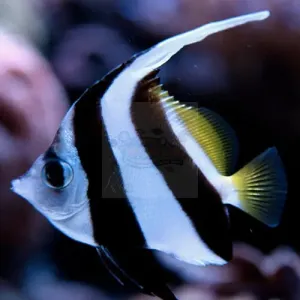 Heniochus Butterfly - B&W (Heniochus acuminatus)